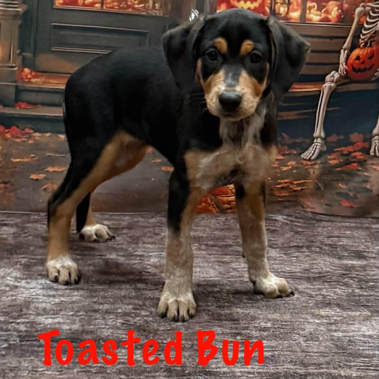 Enlarge Toasted Bun, a Adoptable mixed breed in Albany, NY image 4/5