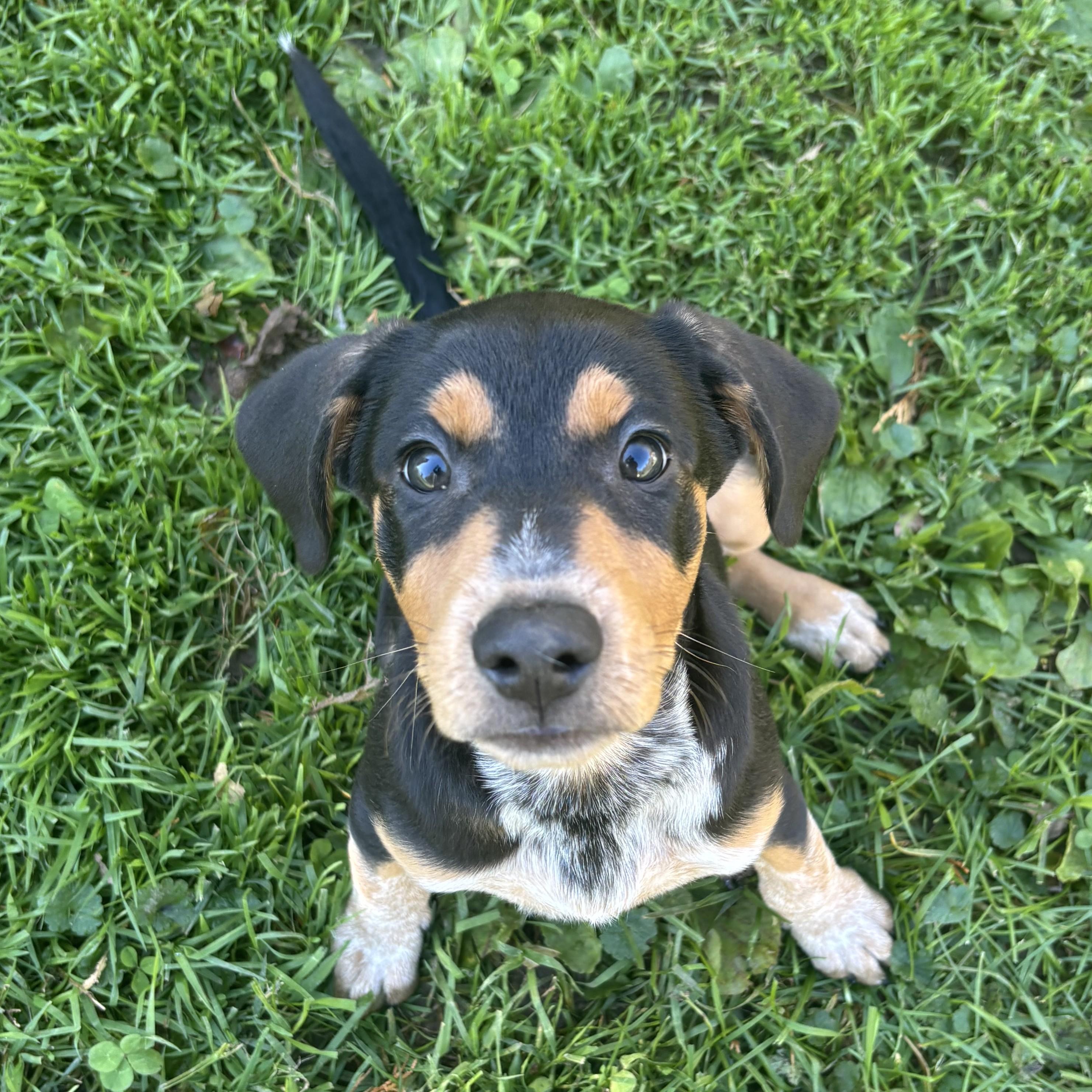 Toasted Bun, Adoptable, Puppy Female Plott Hound.
