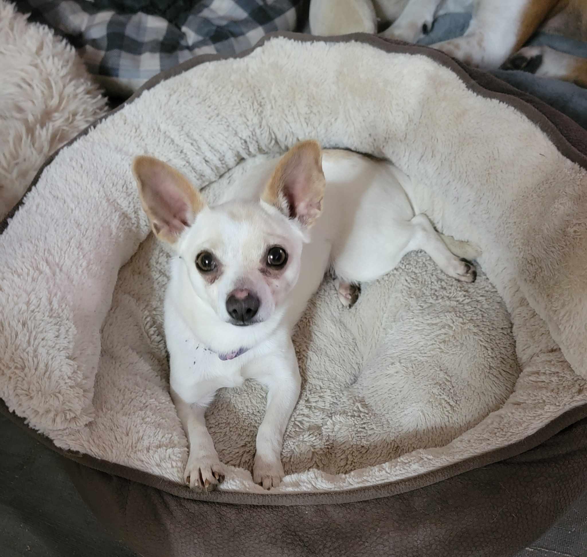 Enlarge Julie, a ADOPTABLE Chihuahua in Van Alstyne, TX image 4/5