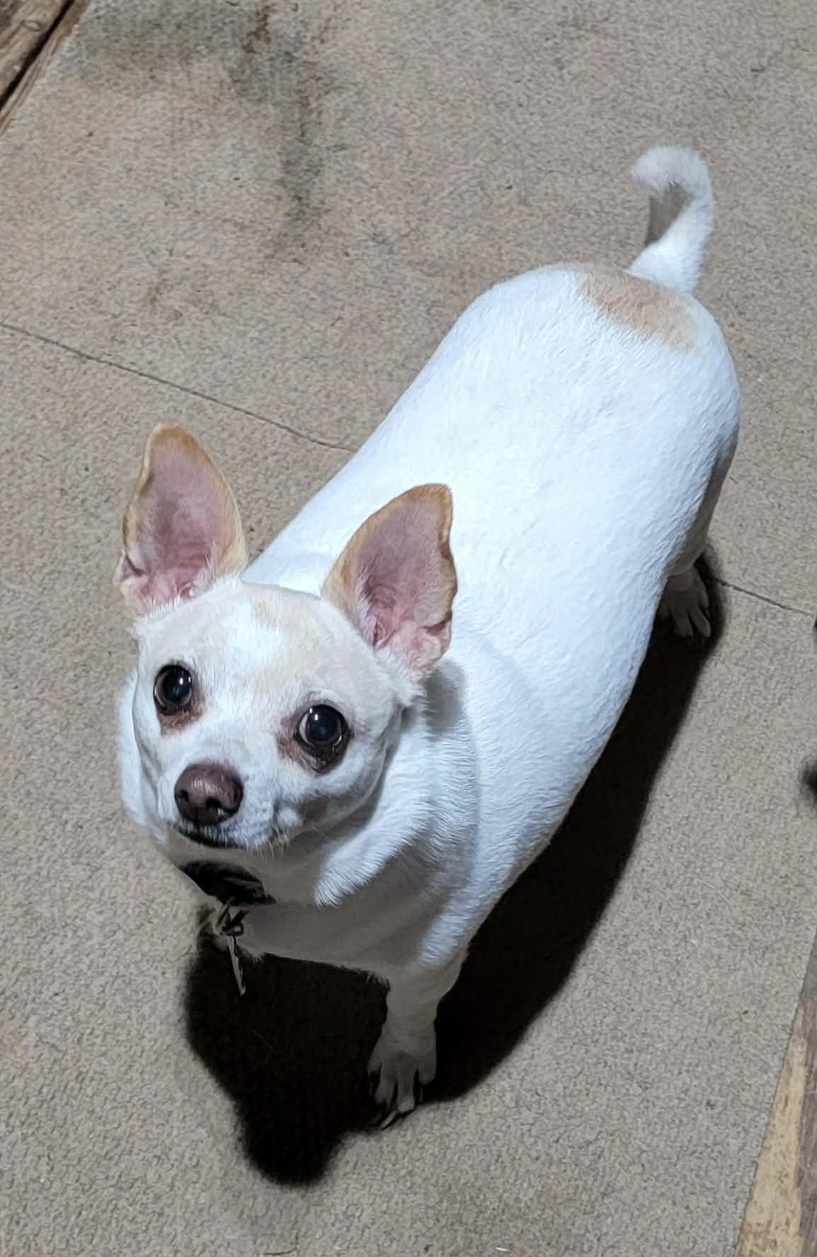 Julie, ADOPTABLE, Adult Female Chihuahua.