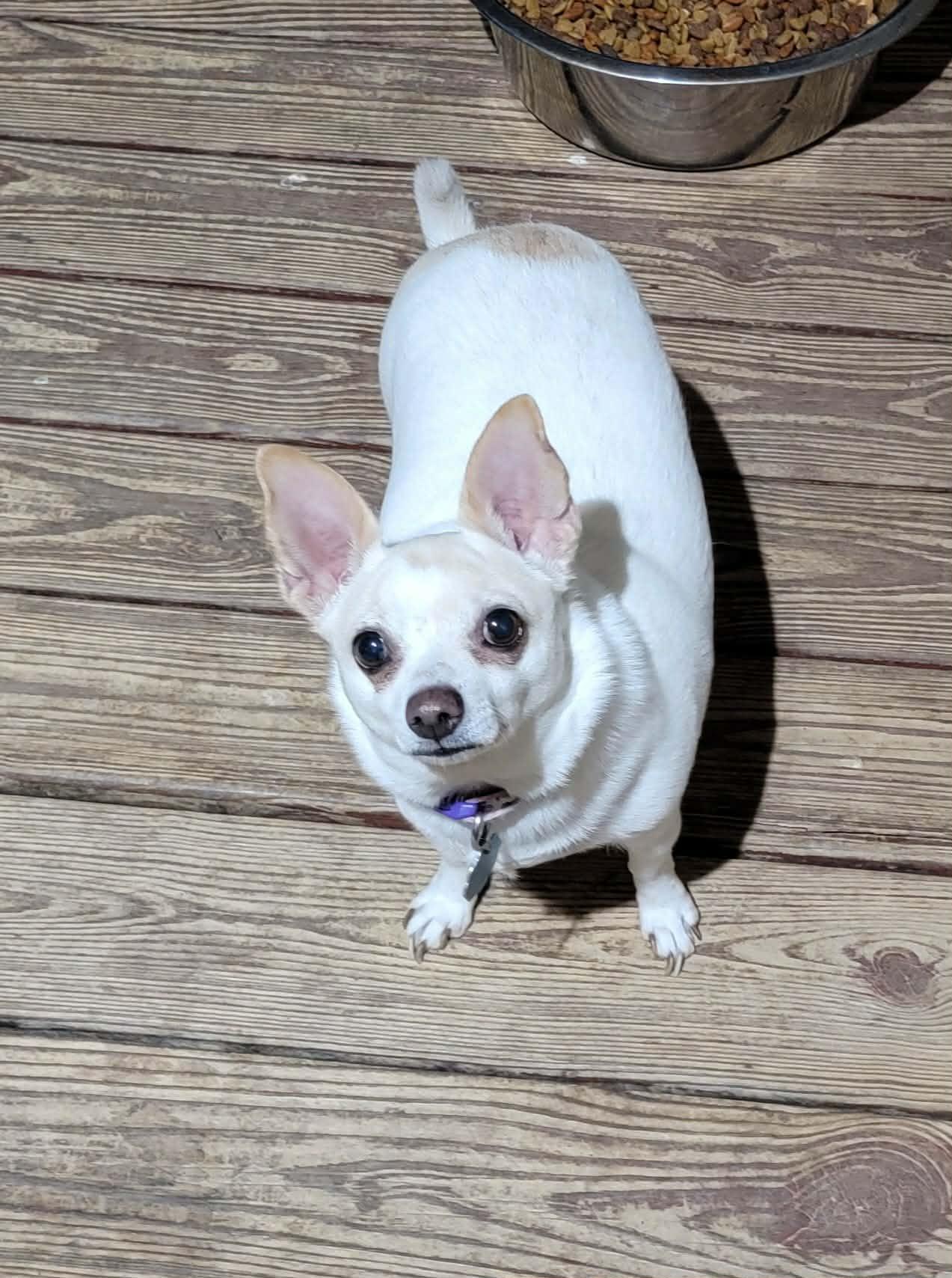 Enlarge Julie, a ADOPTABLE Chihuahua in Van Alstyne, TX image 5/5