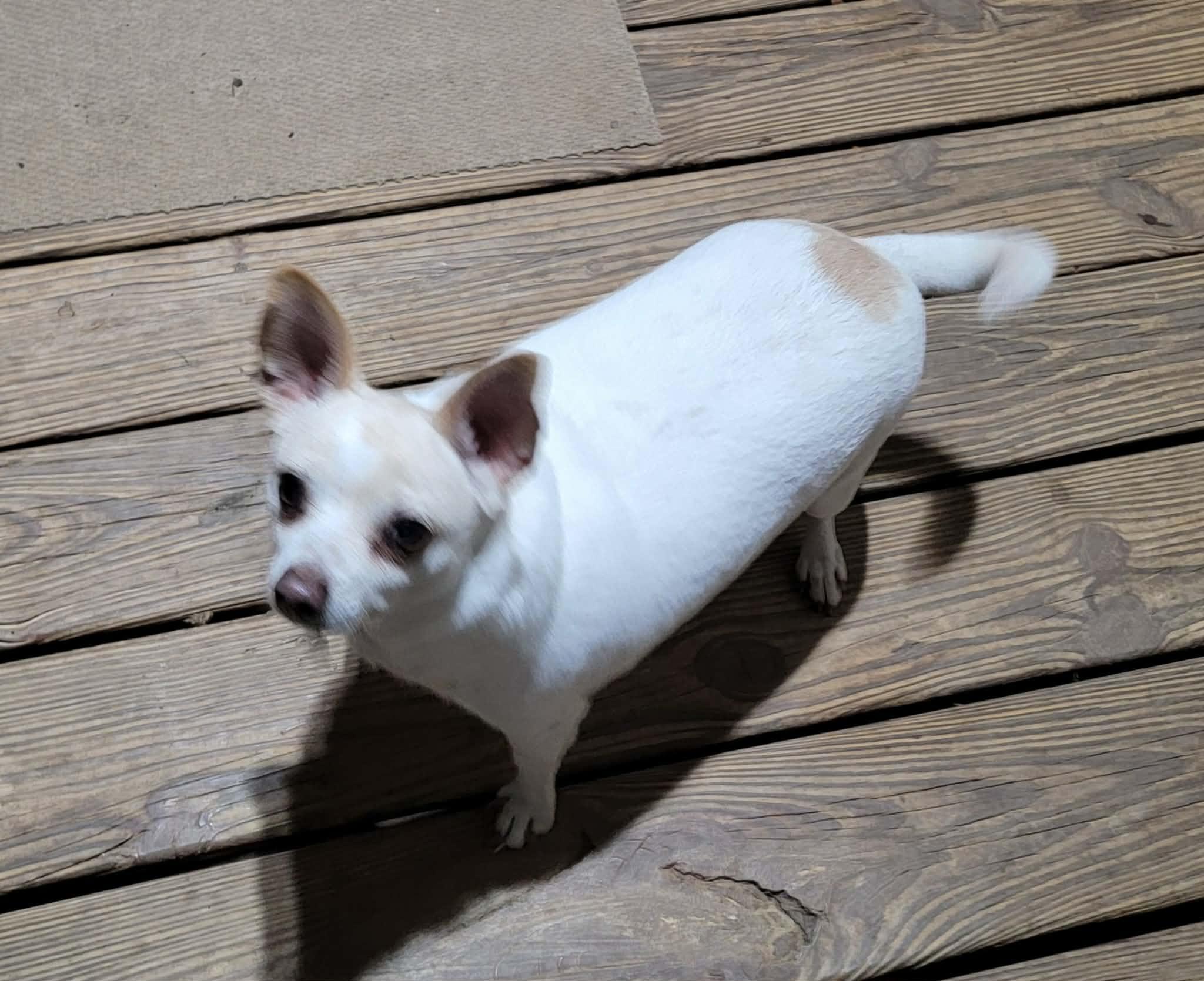 Enlarge Julie, a ADOPTABLE Chihuahua in Van Alstyne, TX image 2/5