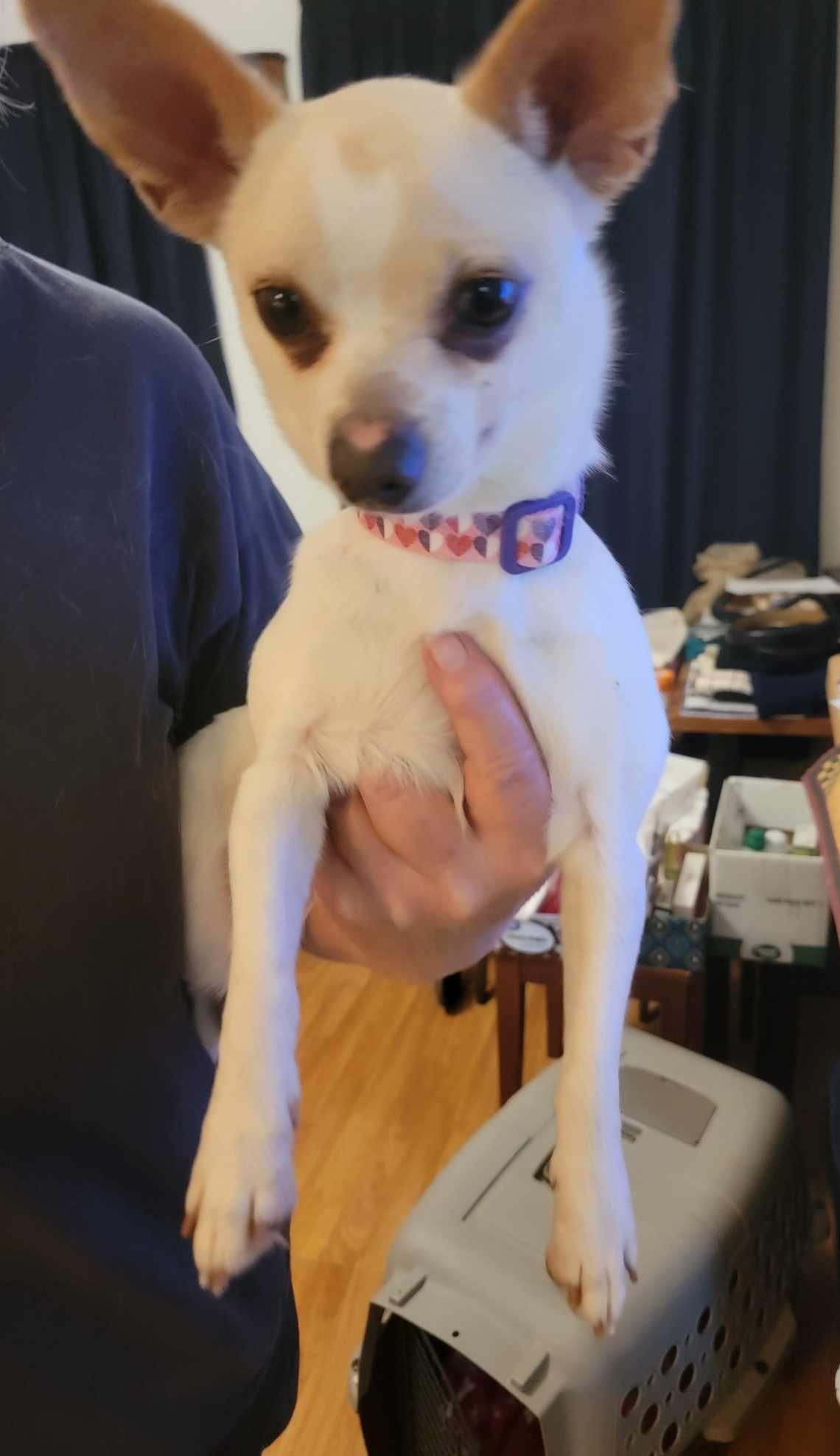 Enlarge Julie, a ADOPTABLE Chihuahua in Van Alstyne, TX image 3/5