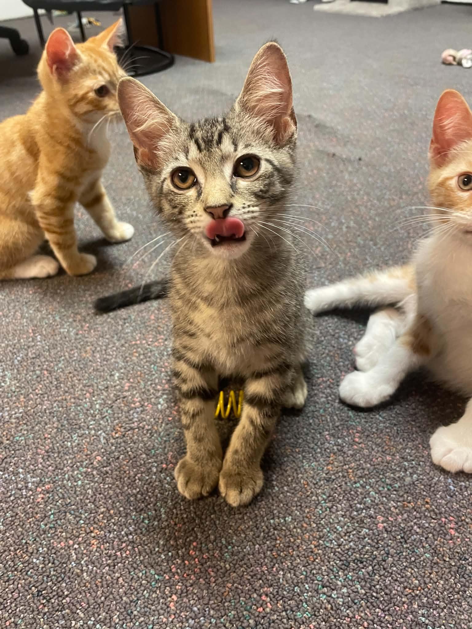 Enlarge Baytril, a Adoptable Domestic Short Hair in Penfield, NY image 3/4