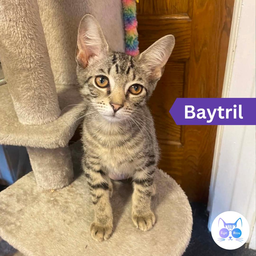 Baytril, Adoptable, Young Male Domestic Short Hair.