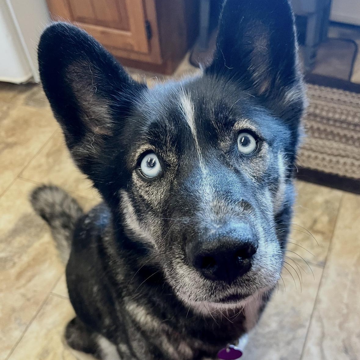 Enlarge Icy, an adoptable Husky in York, PA image 3/5