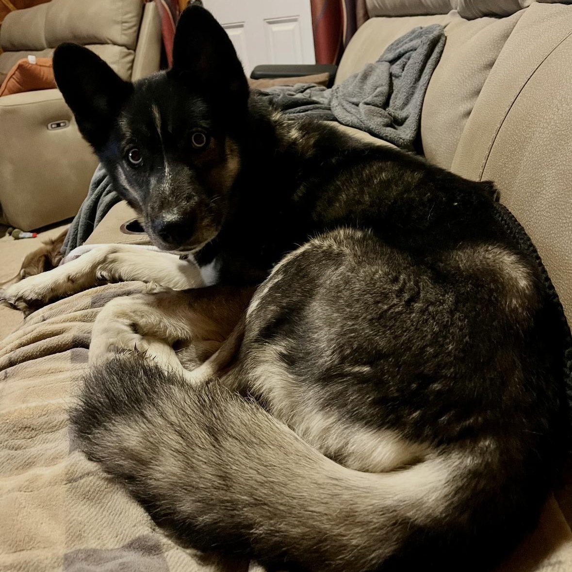 Enlarge Icy, an adoptable Husky in York, PA image 4/5