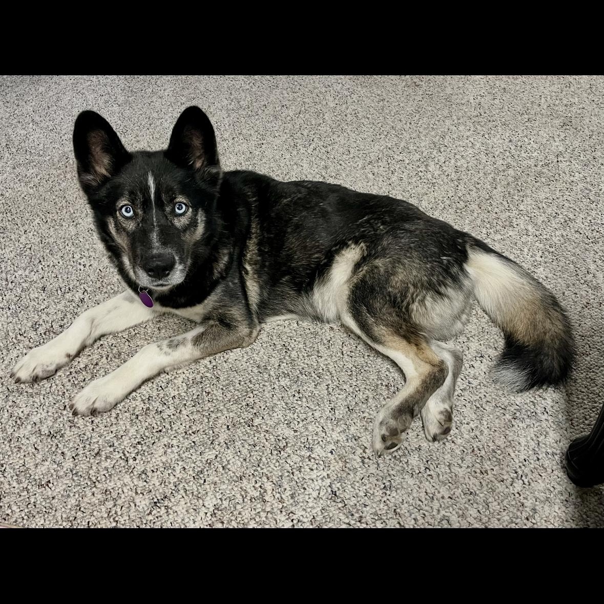 Enlarge Icy, an adoptable Husky in York, PA image 2/5