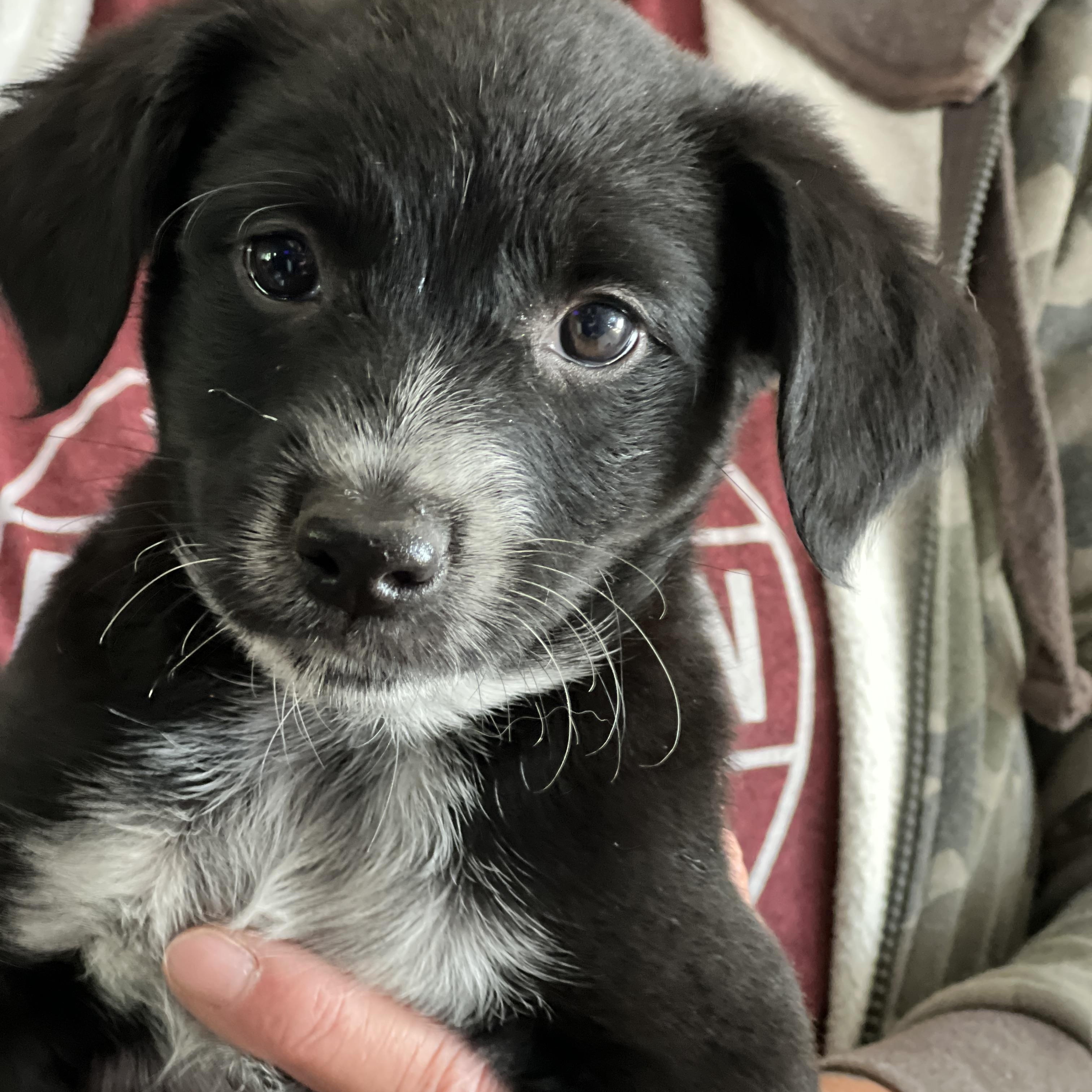 Goo Goo Cluster Puppy