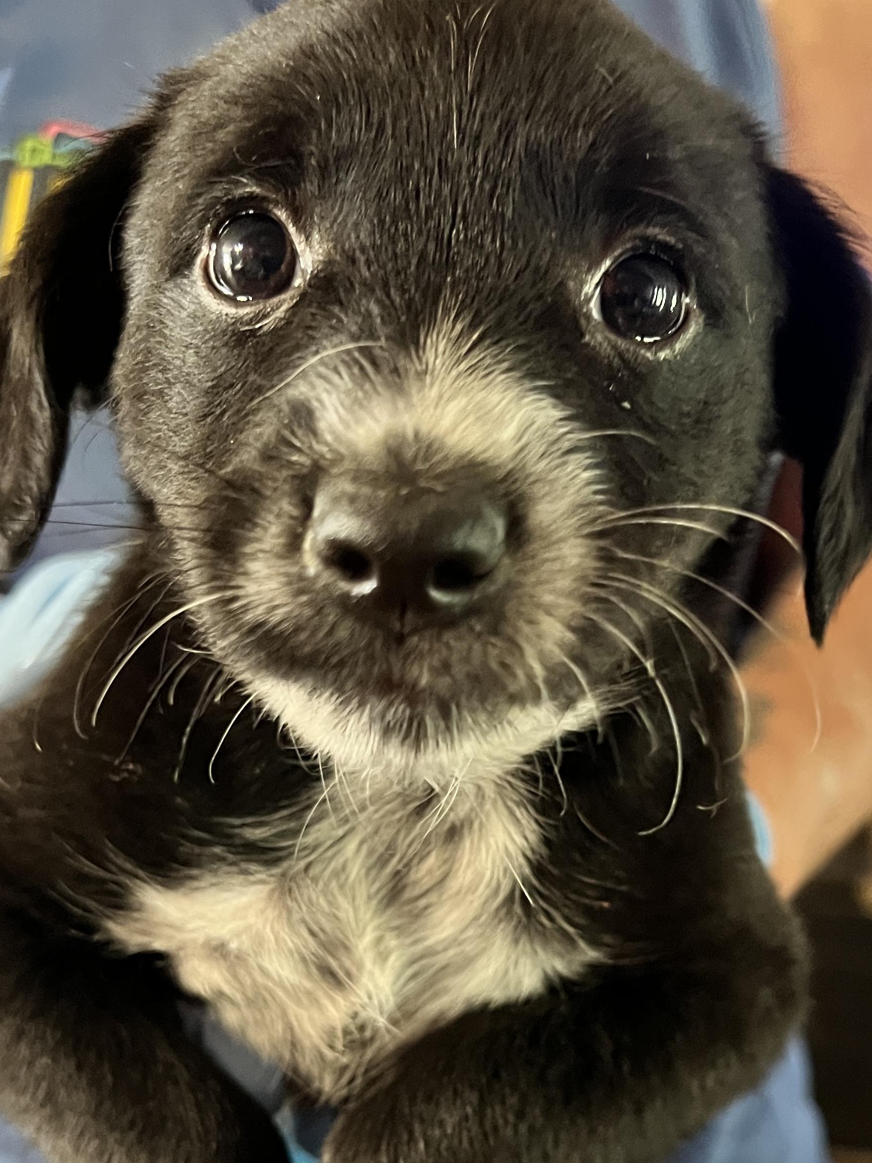 Goo Goo Cluster Puppy, an adoptable Cavapoo, Australian Cattle Dog / Blue Heeler in Woodlawn, TN, 37191 | Photo Image 2
