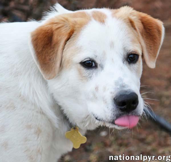 Lucky in CT - Loves To Hang Out With His People!