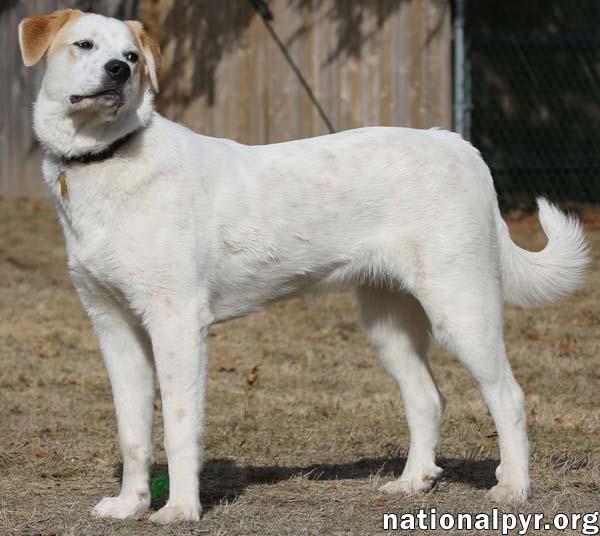 Lucky in CT - Loves To Hang Out With His People!