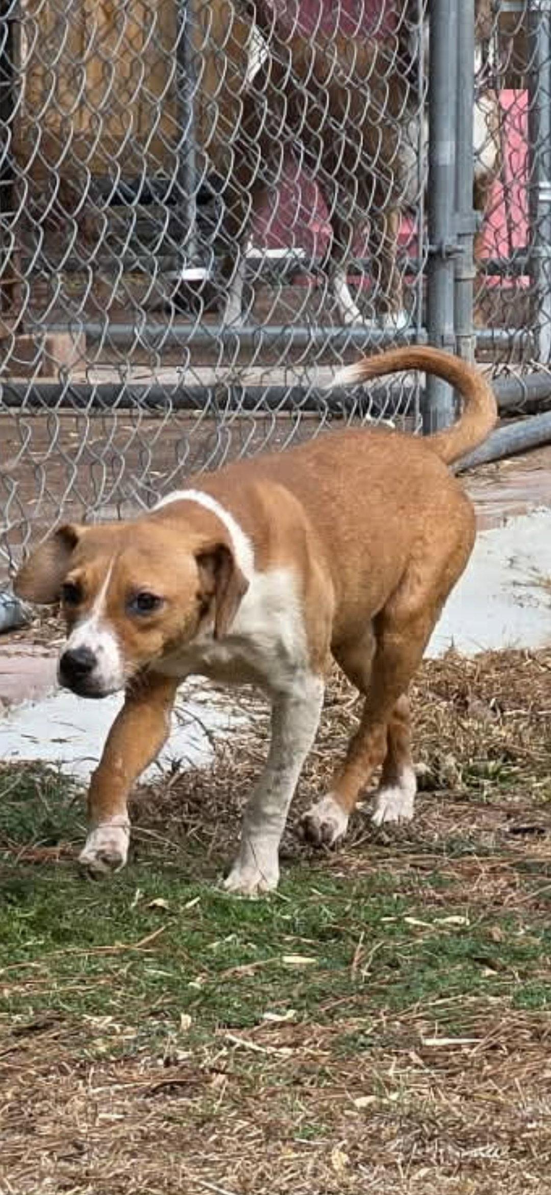 Esther, Adoptable, Young Female Beagle & Chihuahua.