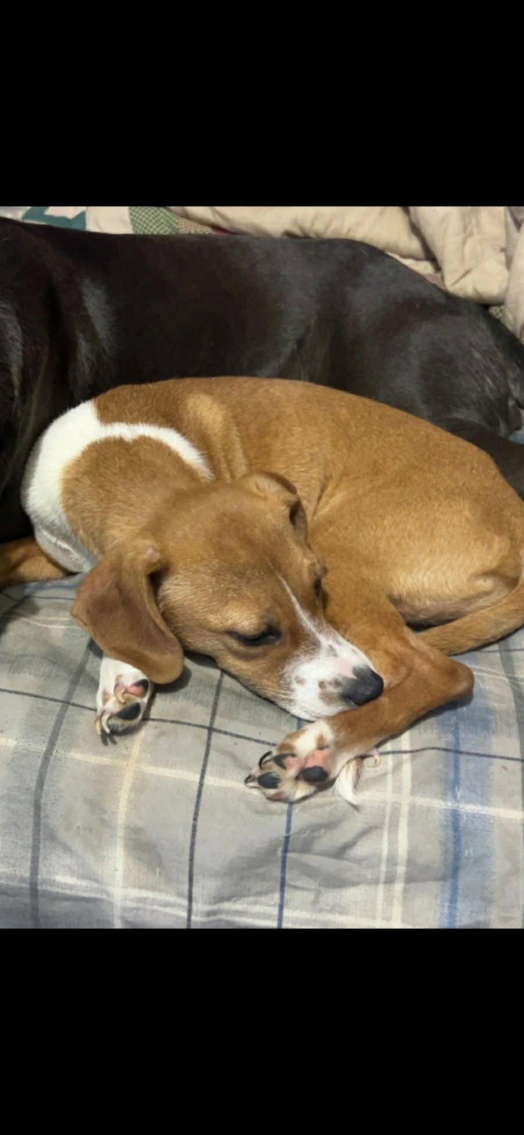 Enlarge Esther, a Adoptable mixed breed in Brooksville, FL image 2/3