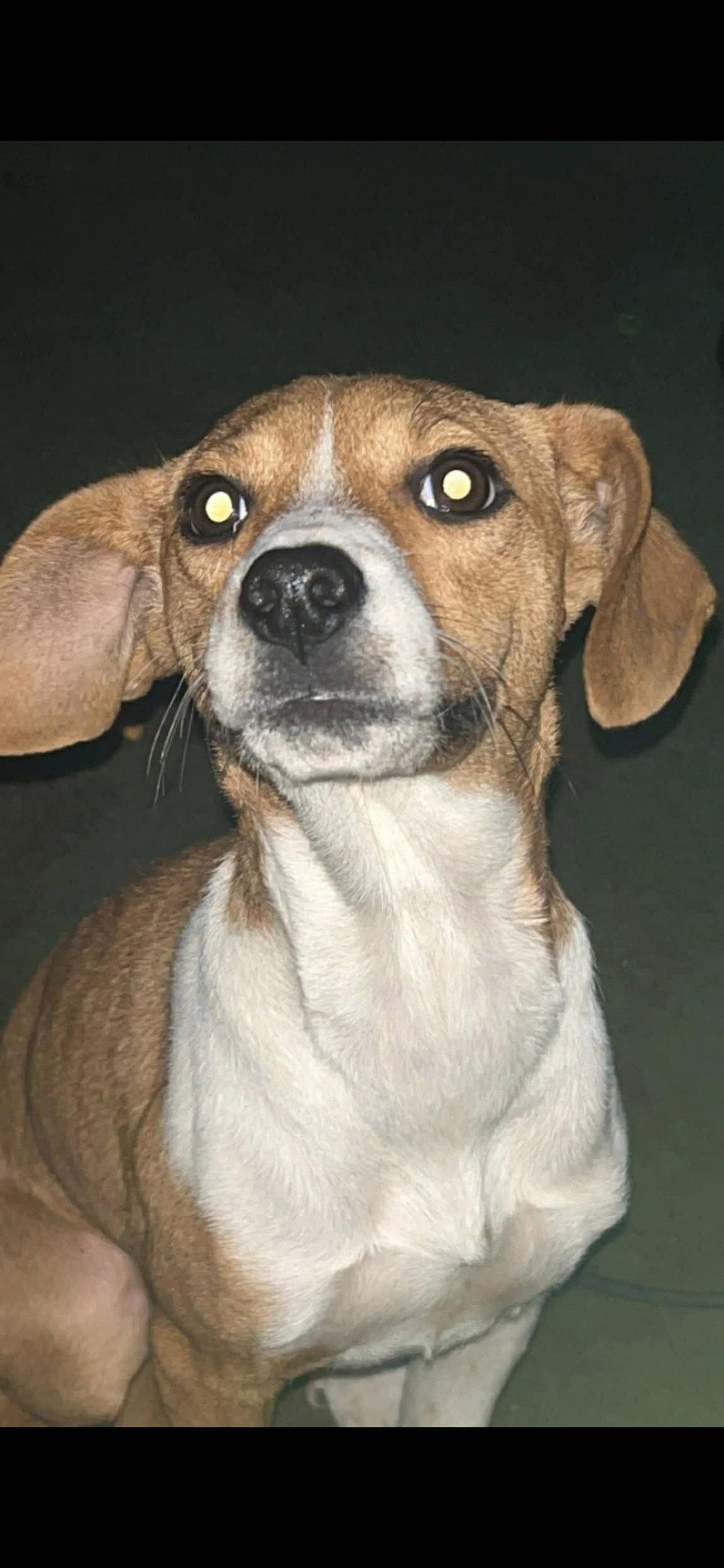 Enlarge Esther, a Adoptable mixed breed in Brooksville, FL image 3/3