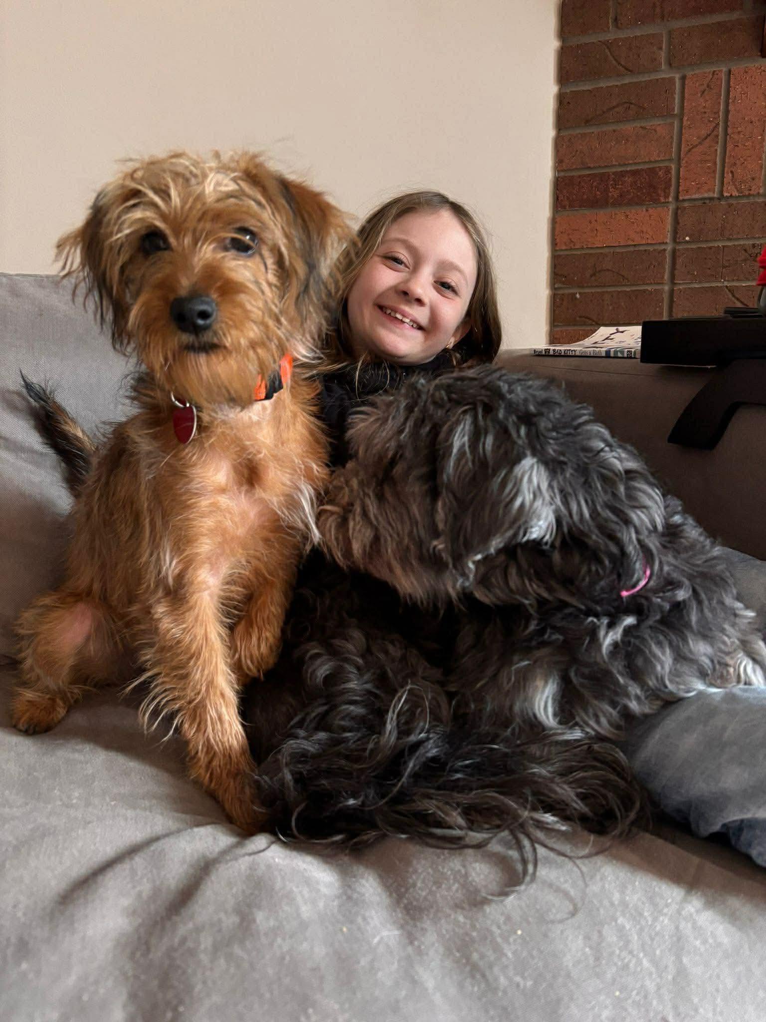 RUE, ADOPTABLE, Young Female Schnauzer & Yorkshire Terrier.