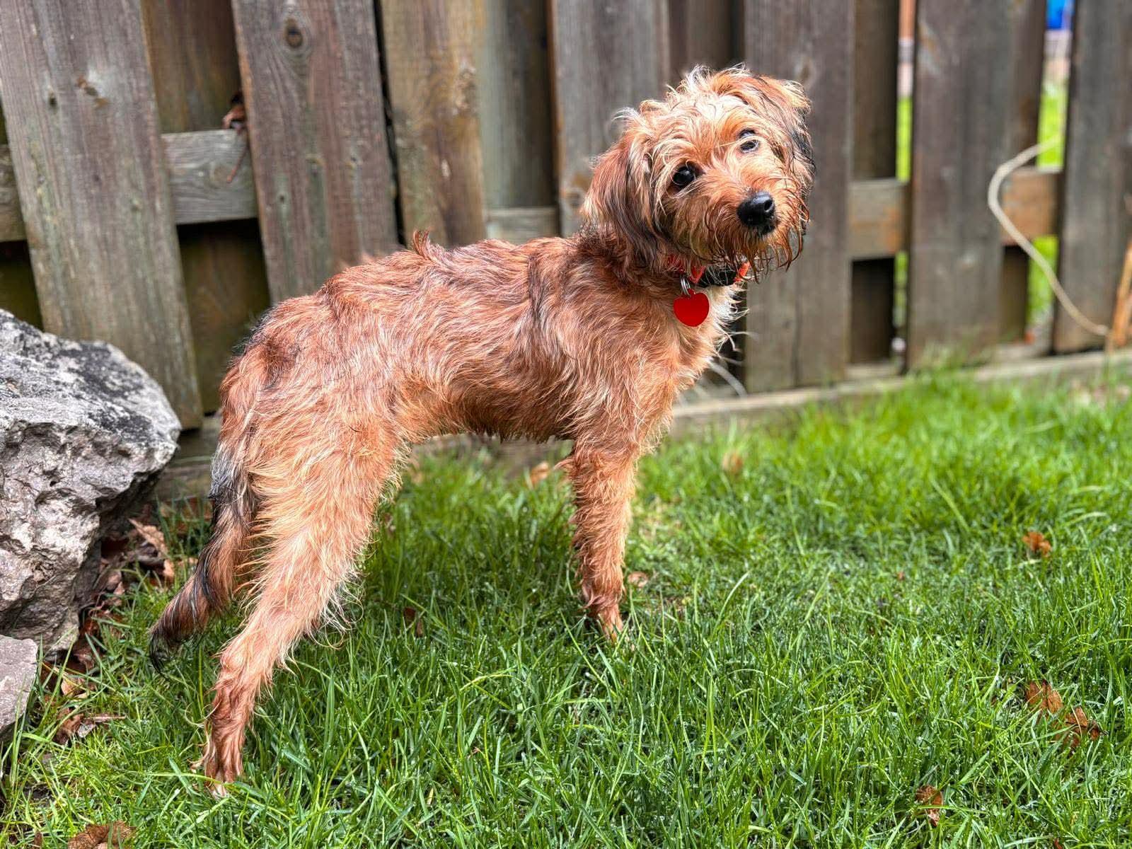 Enlarge RUE, a ADOPTABLE mixed breed in Richmond Hill , ON image 2/5