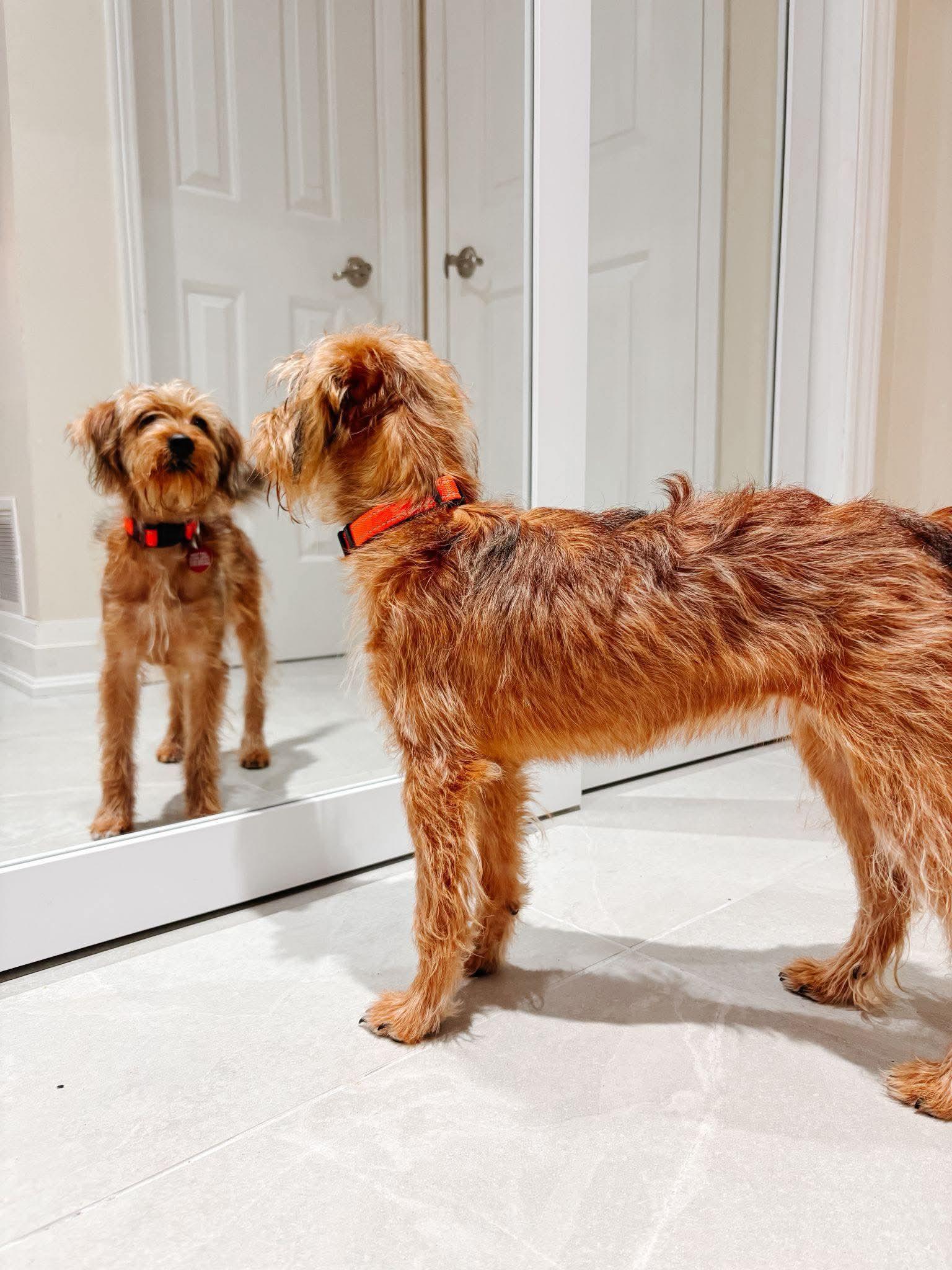 Enlarge RUE, a ADOPTABLE mixed breed in Richmond Hill , ON image 3/5