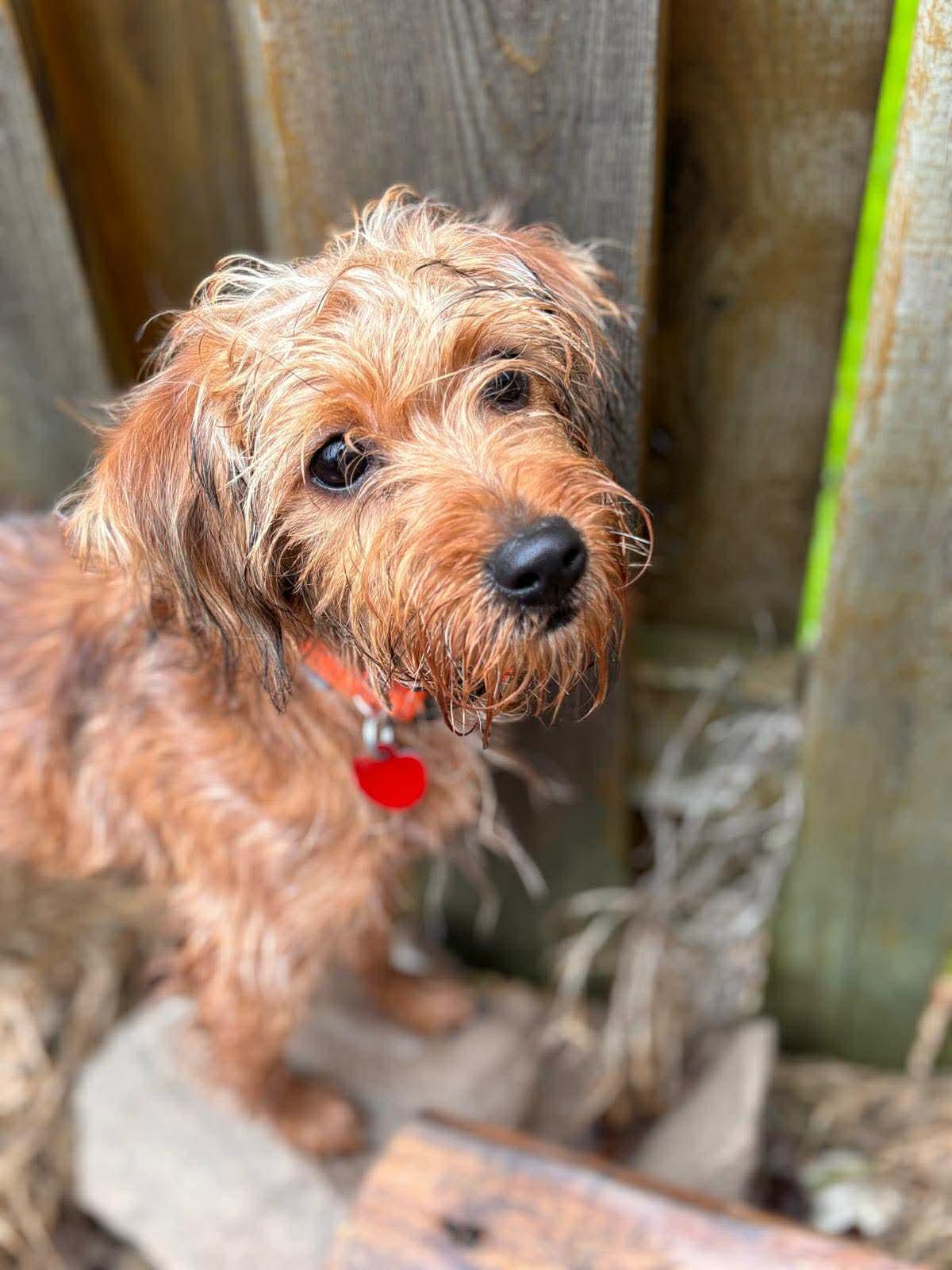 Enlarge RUE, a ADOPTABLE mixed breed in Richmond Hill , ON image 5/5