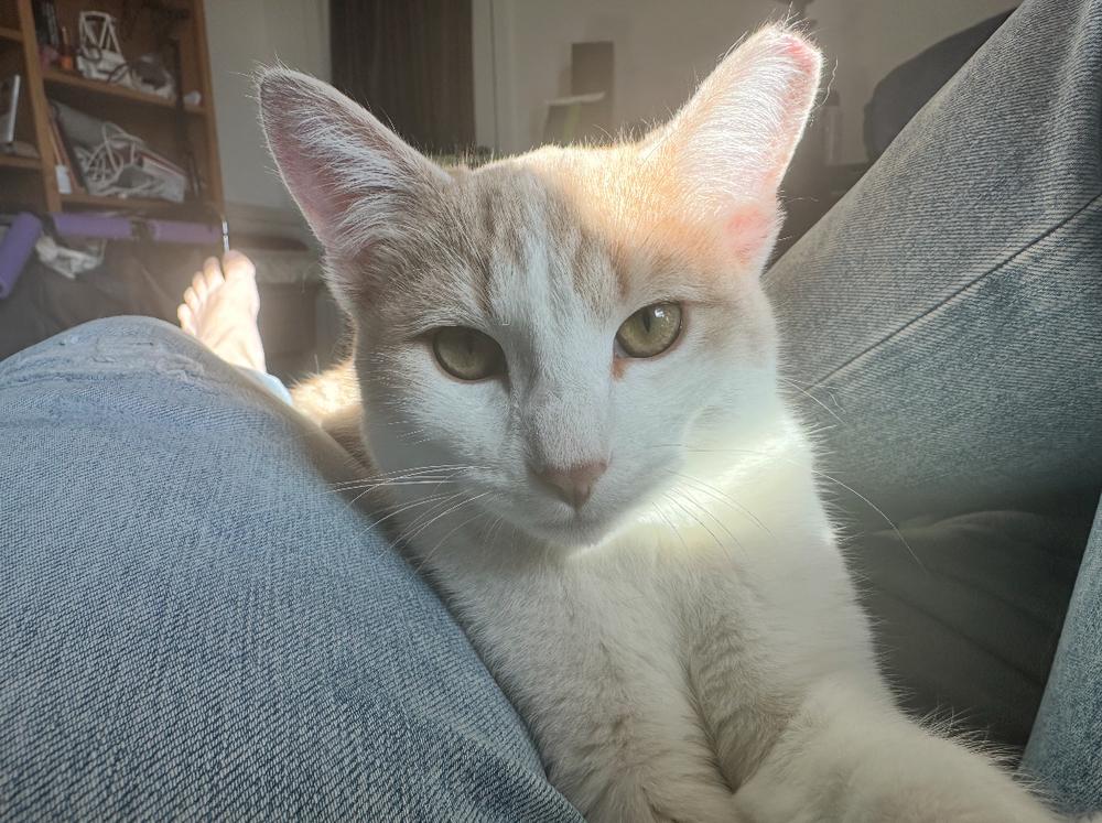 Enlarge Peanut Butter, a Adoptable Siamese in Albuquerque, NM image 1/1