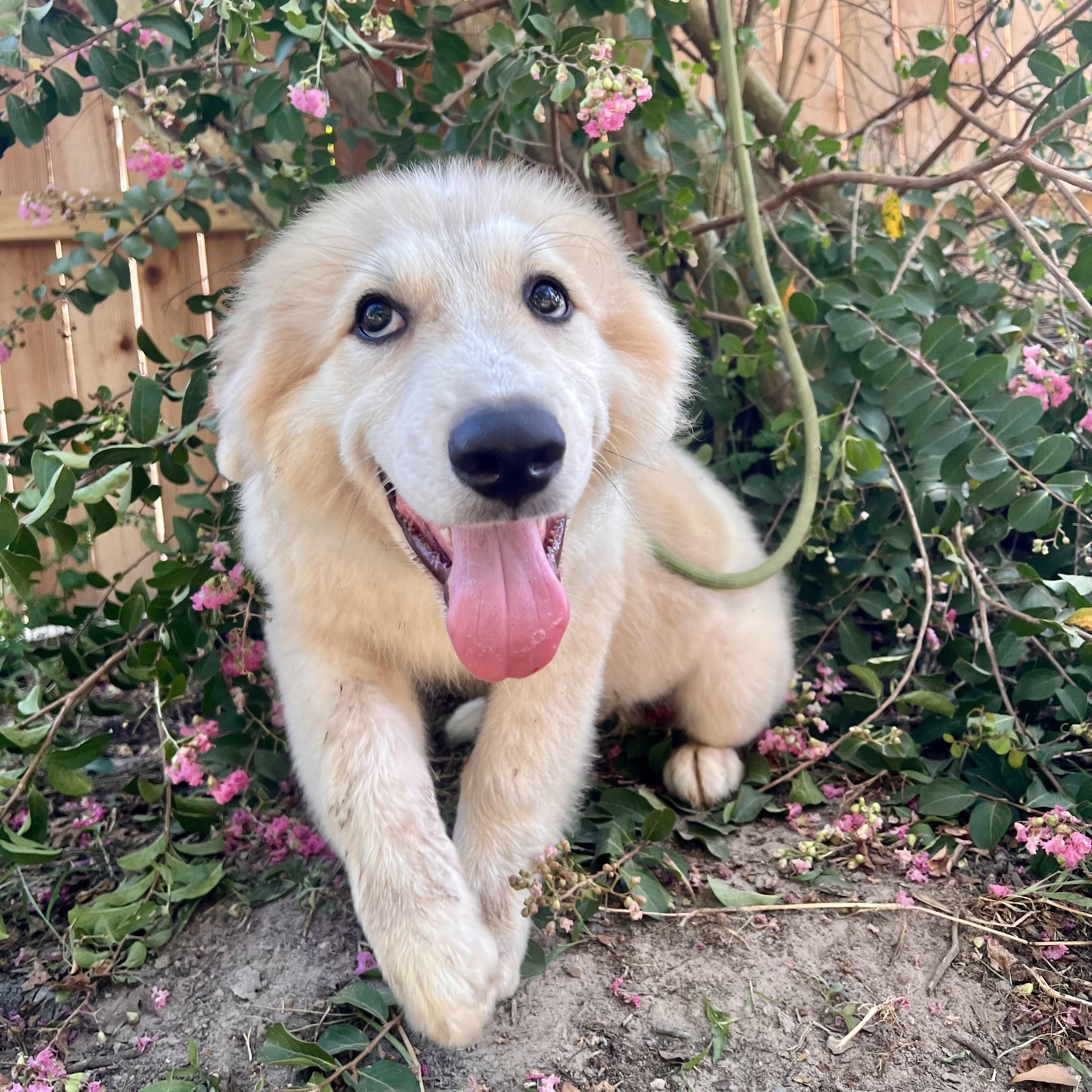 Enlarge Tapas, an adopted Great Pyrenees in Spring, TX image 4/5
