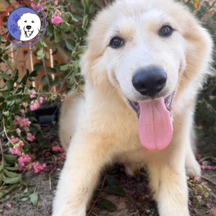 Tapas, adopted, Puppy Male Great Pyrenees.