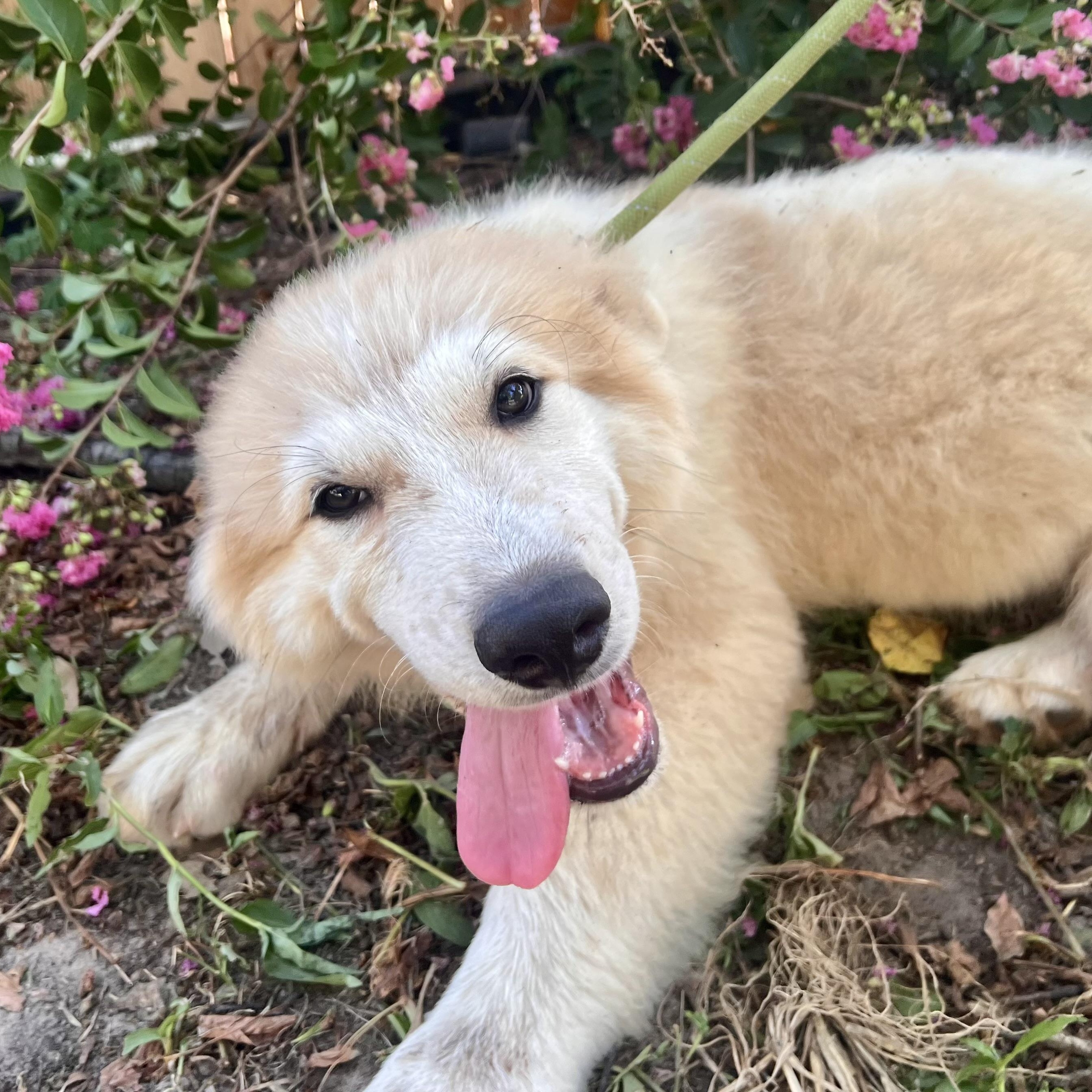 Enlarge Tapas, an adopted Great Pyrenees in Spring, TX image 5/5