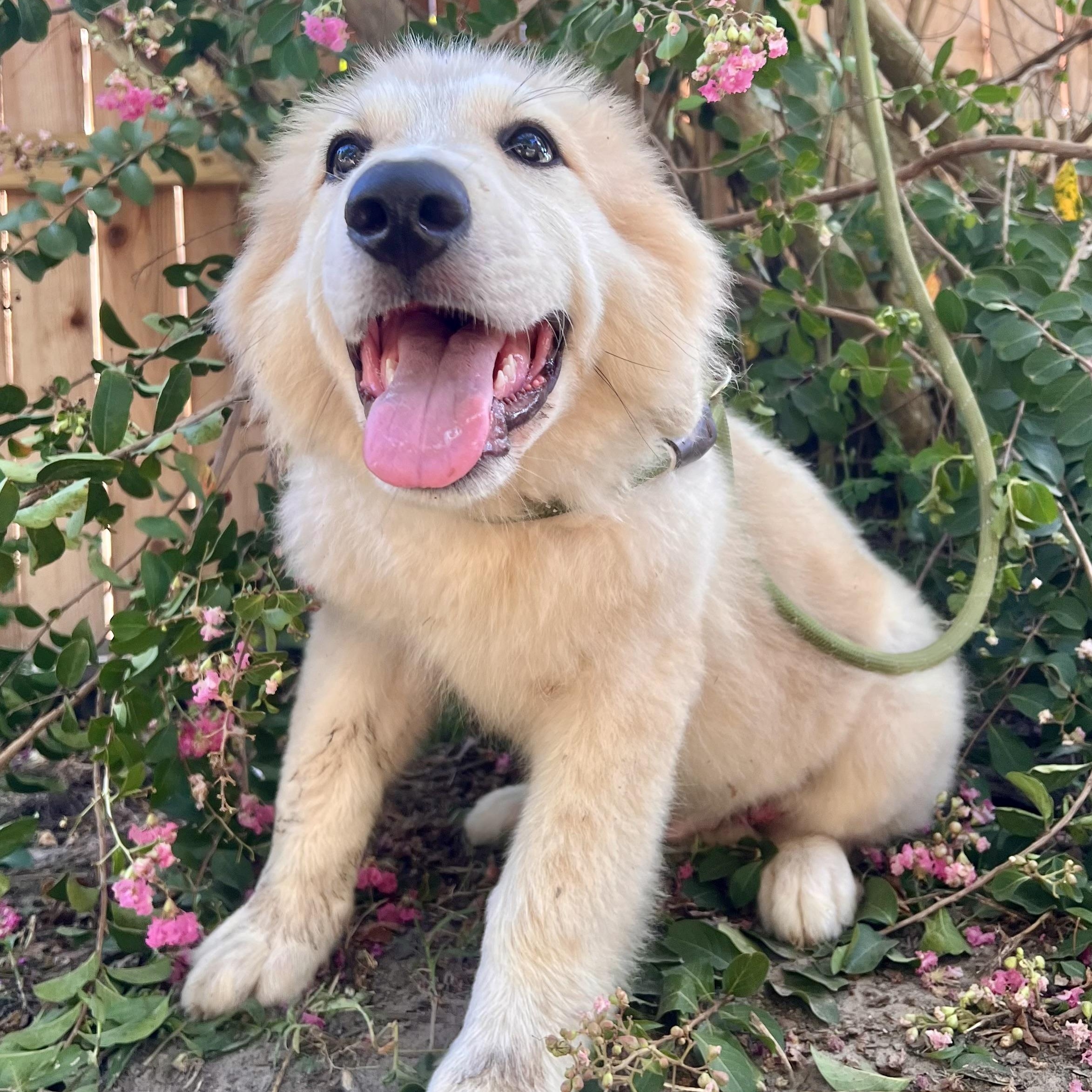 Enlarge Tapas, an adopted Great Pyrenees in Spring, TX image 3/5