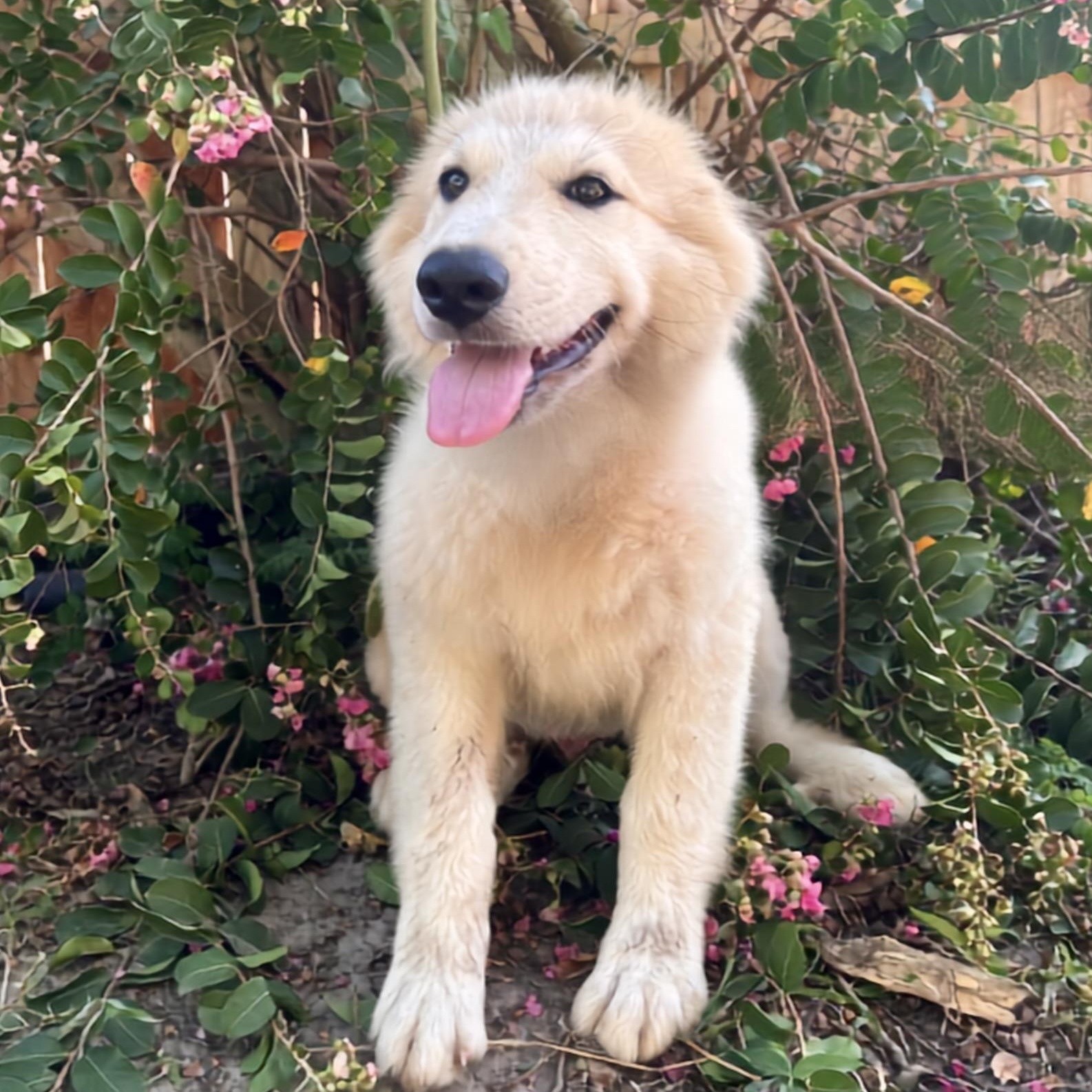 Enlarge Tapas, an adopted Great Pyrenees in Spring, TX image 2/5