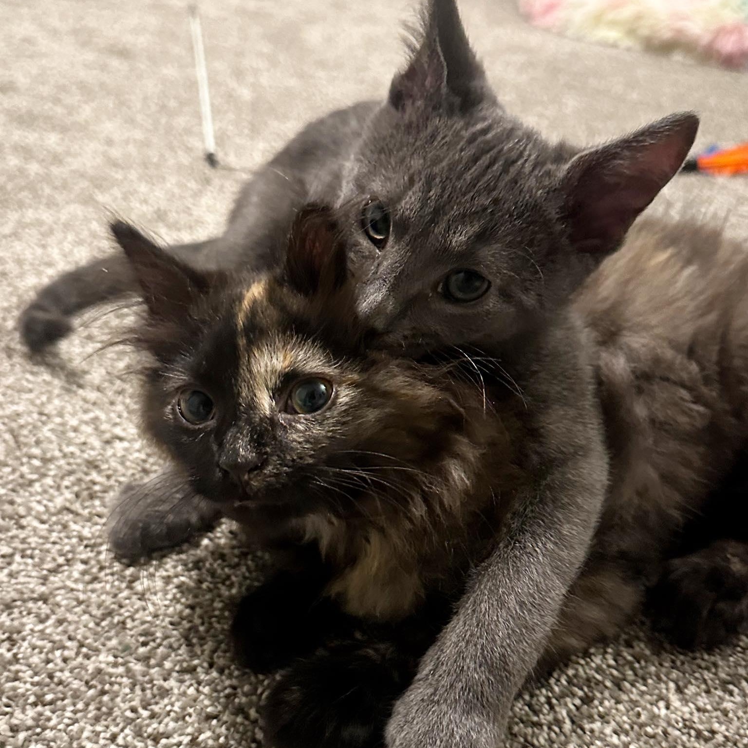 Enlarge Coalette and Cinder, a Adoptable mixed breed in LEETONIA, OH image 1/5