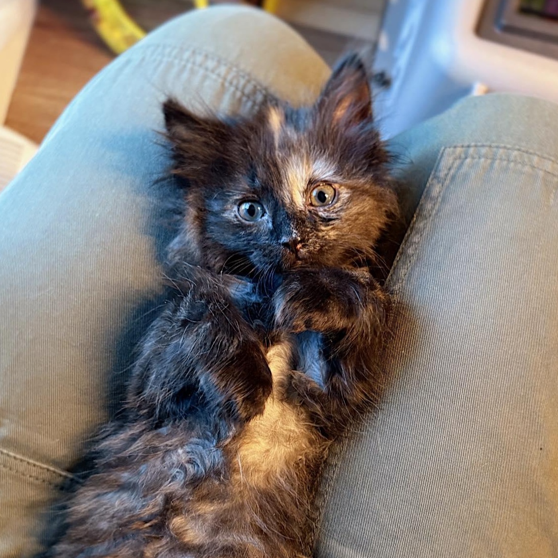 Enlarge Coalette and Cinder, a Adoptable mixed breed in LEETONIA, OH image 2/5