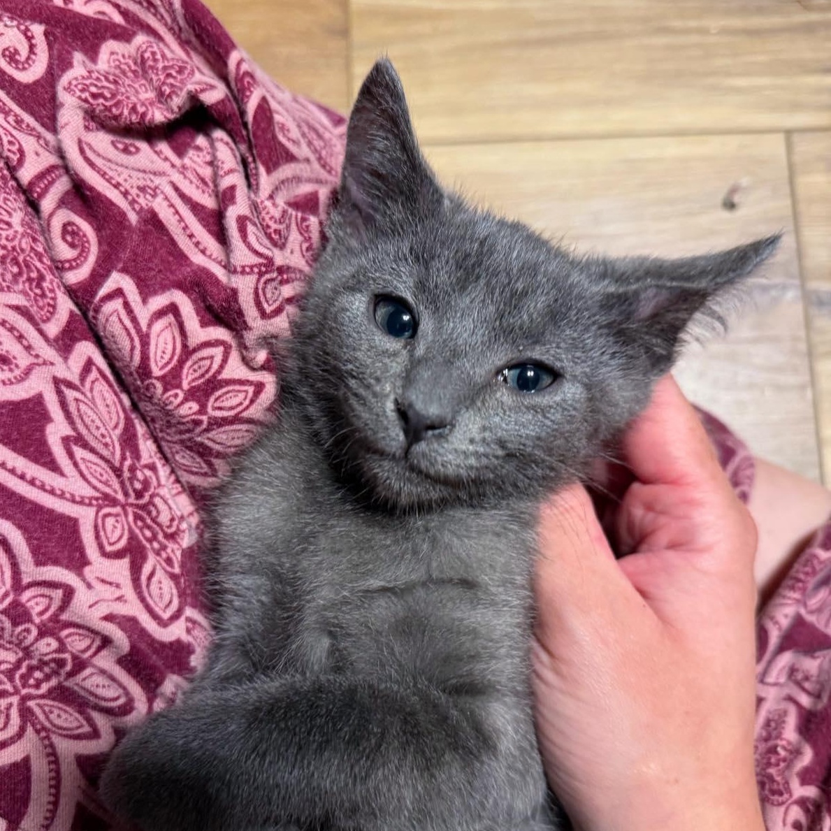 Enlarge Coalette and Cinder, a Adoptable mixed breed in LEETONIA, OH image 3/5