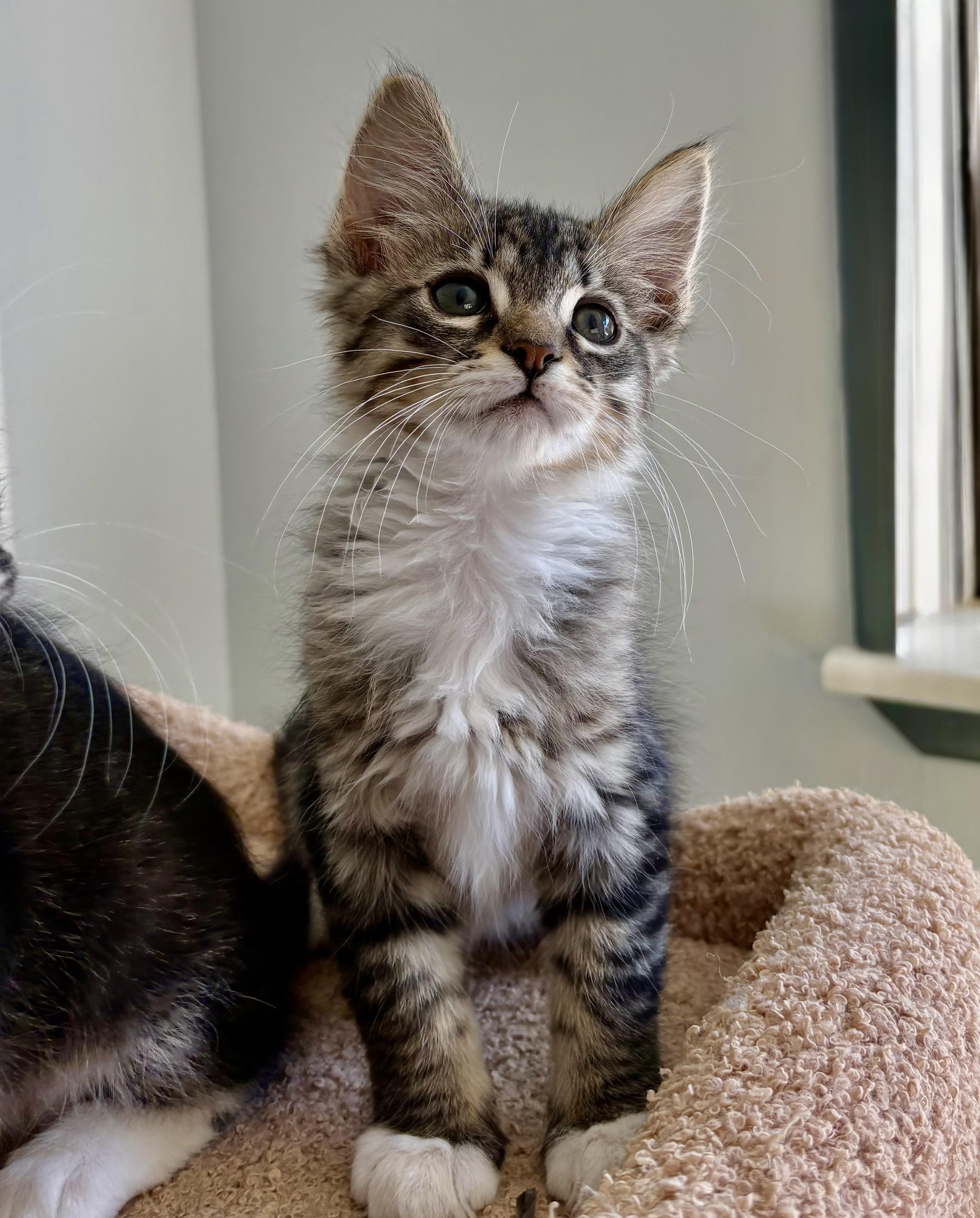 Enlarge Seabass, an adopted Domestic Medium Hair in Oracle, AZ image 1/1