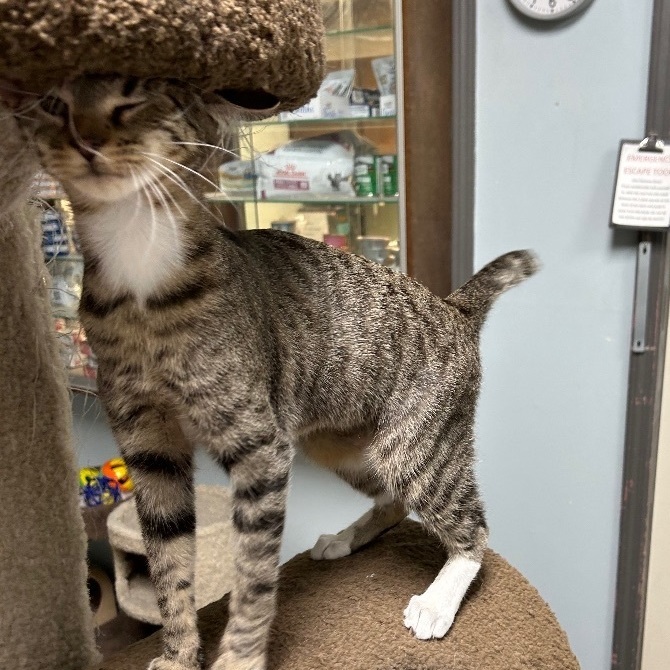 Enlarge Bootsie, a Adoptable Domestic Short Hair in Memphis, TN image 7/10