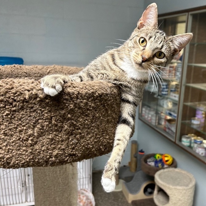 Enlarge Bootsie, a Adoptable Domestic Short Hair in Memphis, TN image 1/10