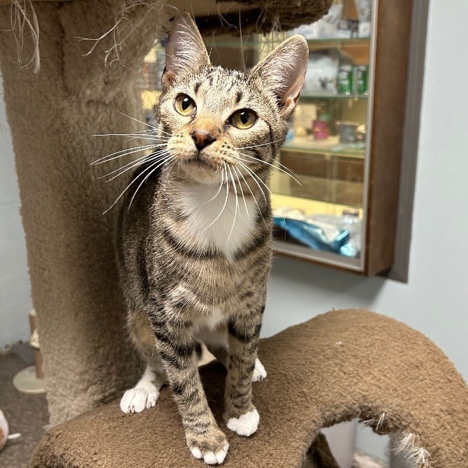 Enlarge Bootsie, a Adoptable Domestic Short Hair in Memphis, TN image 10/10