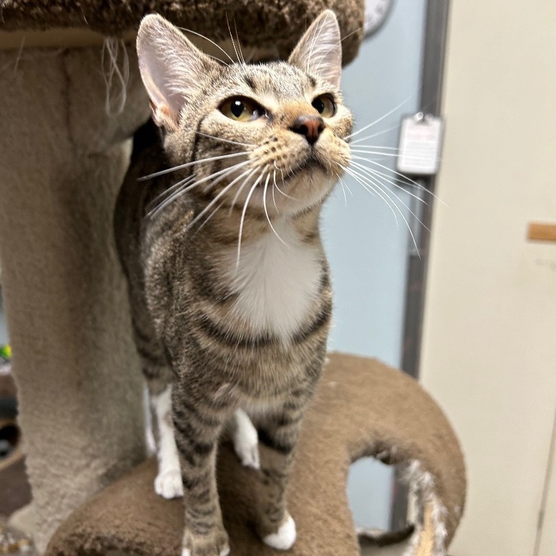 Enlarge Bootsie, a Adoptable Domestic Short Hair in Memphis, TN image 9/10