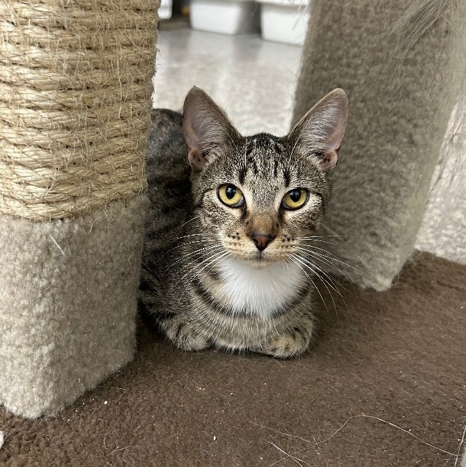 Enlarge Bootsie, a Adoptable Domestic Short Hair in Memphis, TN image 8/10