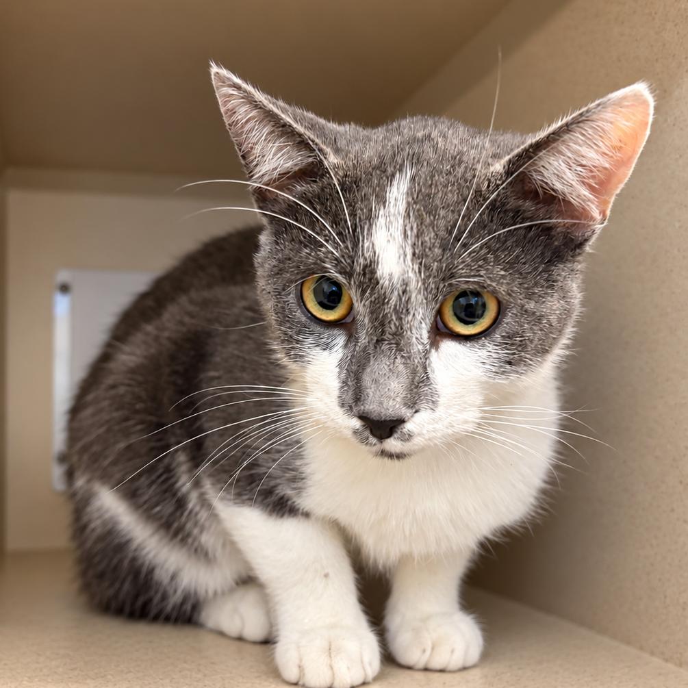 Enlarge Blueberry, a Adoptable Domestic Short Hair in Gloucester, VA image 1/1