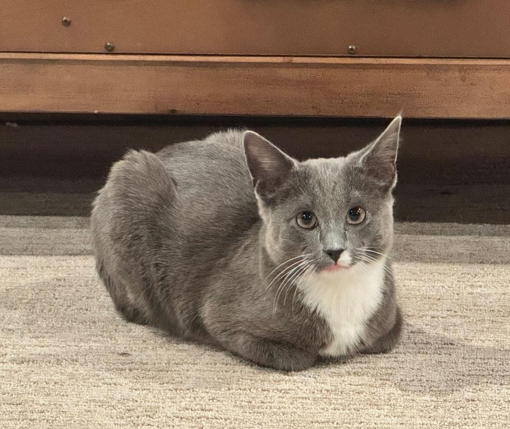 Raoden, Adoptable, Kitten Male Domestic Short Hair.