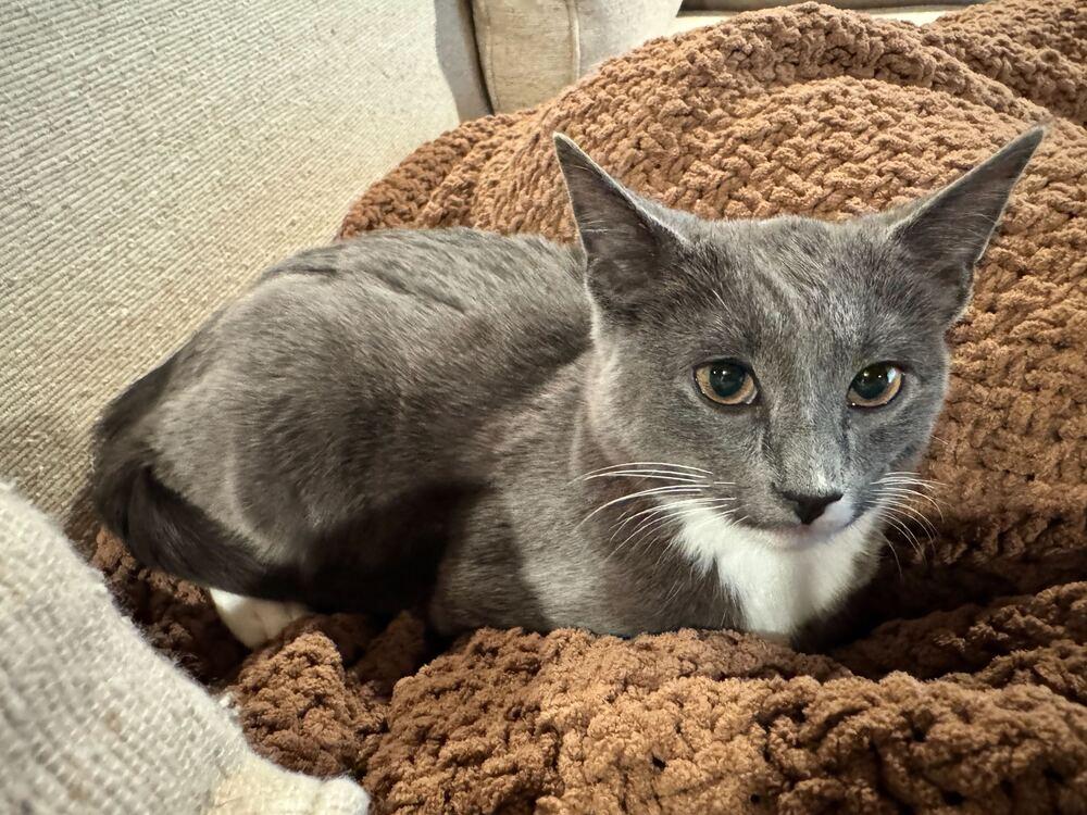 Enlarge Raoden, a Adoptable Domestic Short Hair in Ferndale, MI image 2/2