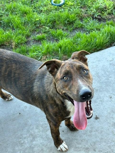 Brynn, Adopted, Young Female Pit Bull Terrier.