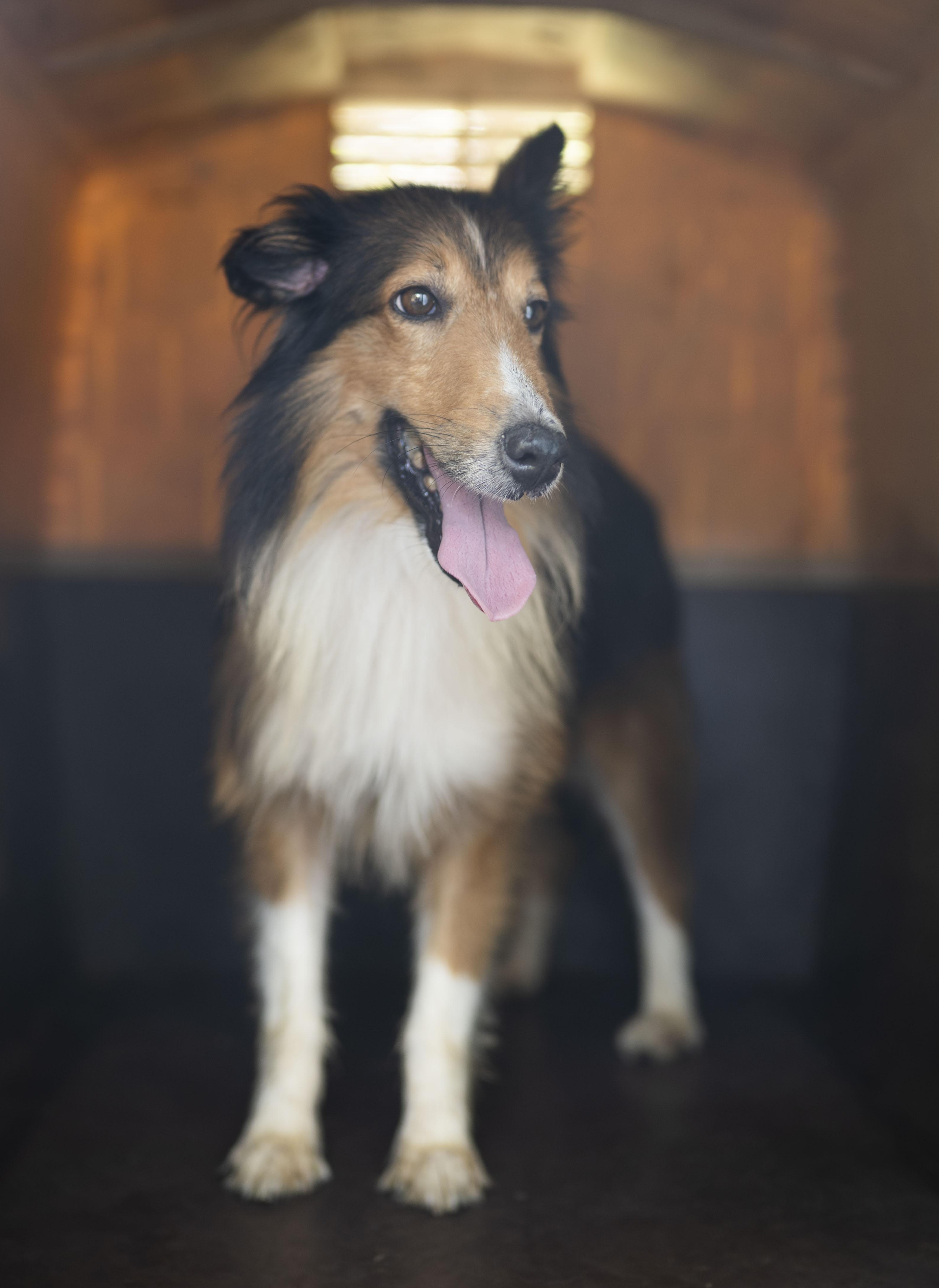 Enlarge Colt, a Adopted Shetland Sheepdog / Sheltie in Driftwood, TX image 2/4
