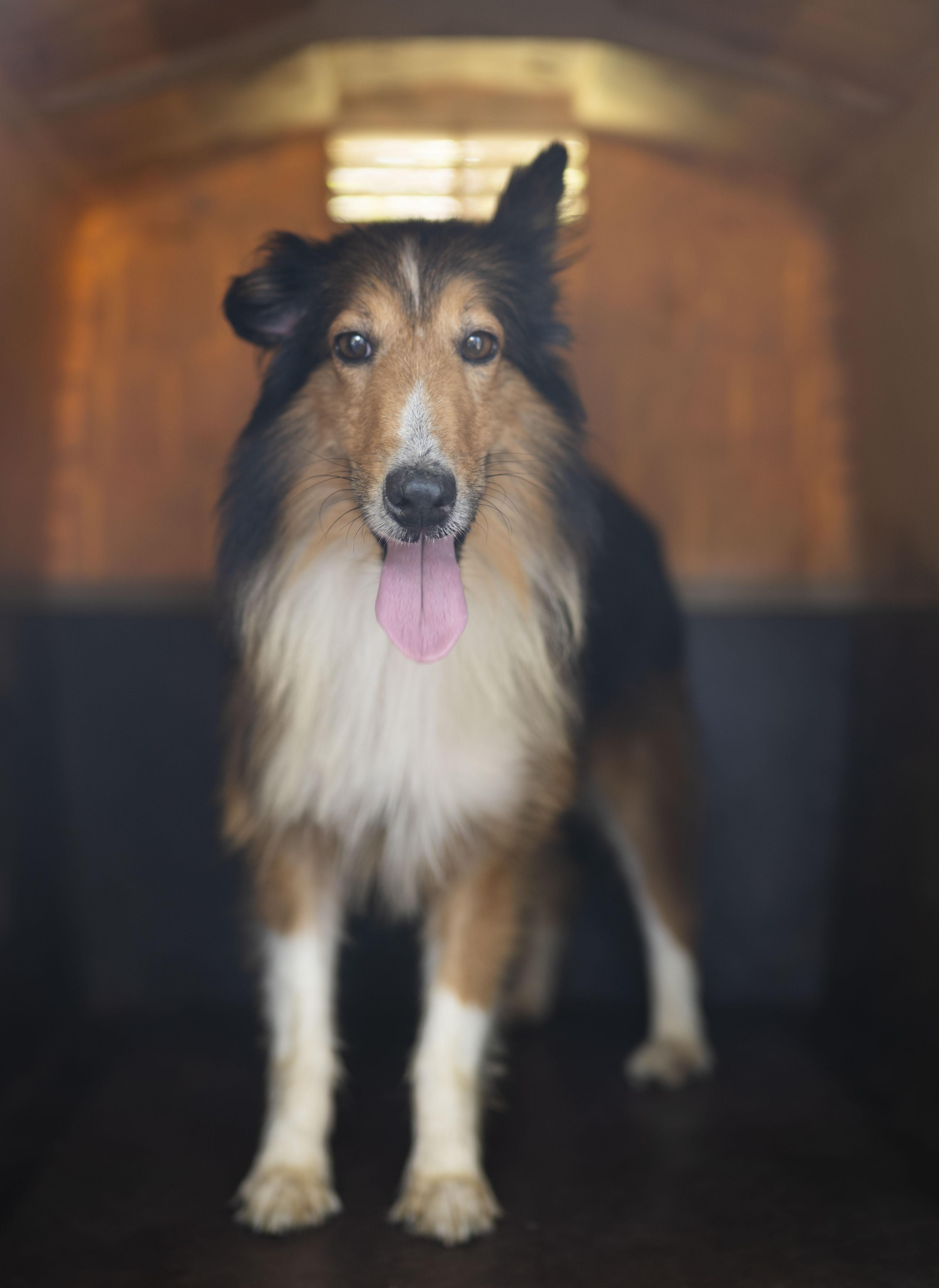Enlarge Colt, a Adopted Shetland Sheepdog / Sheltie in Driftwood, TX image 3/4