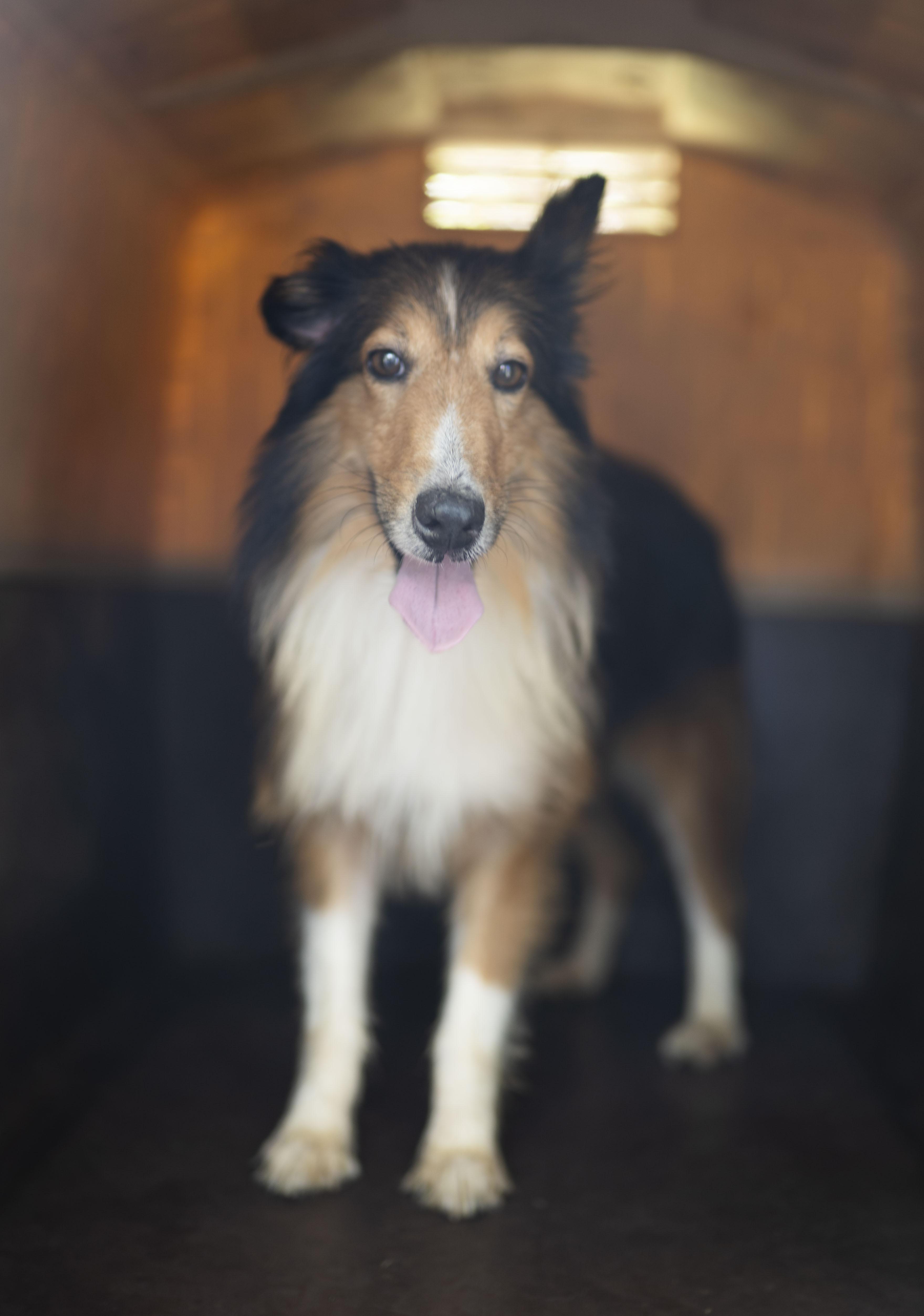 Colt, Adopted, Adult Male Shetland Sheepdog / Sheltie.