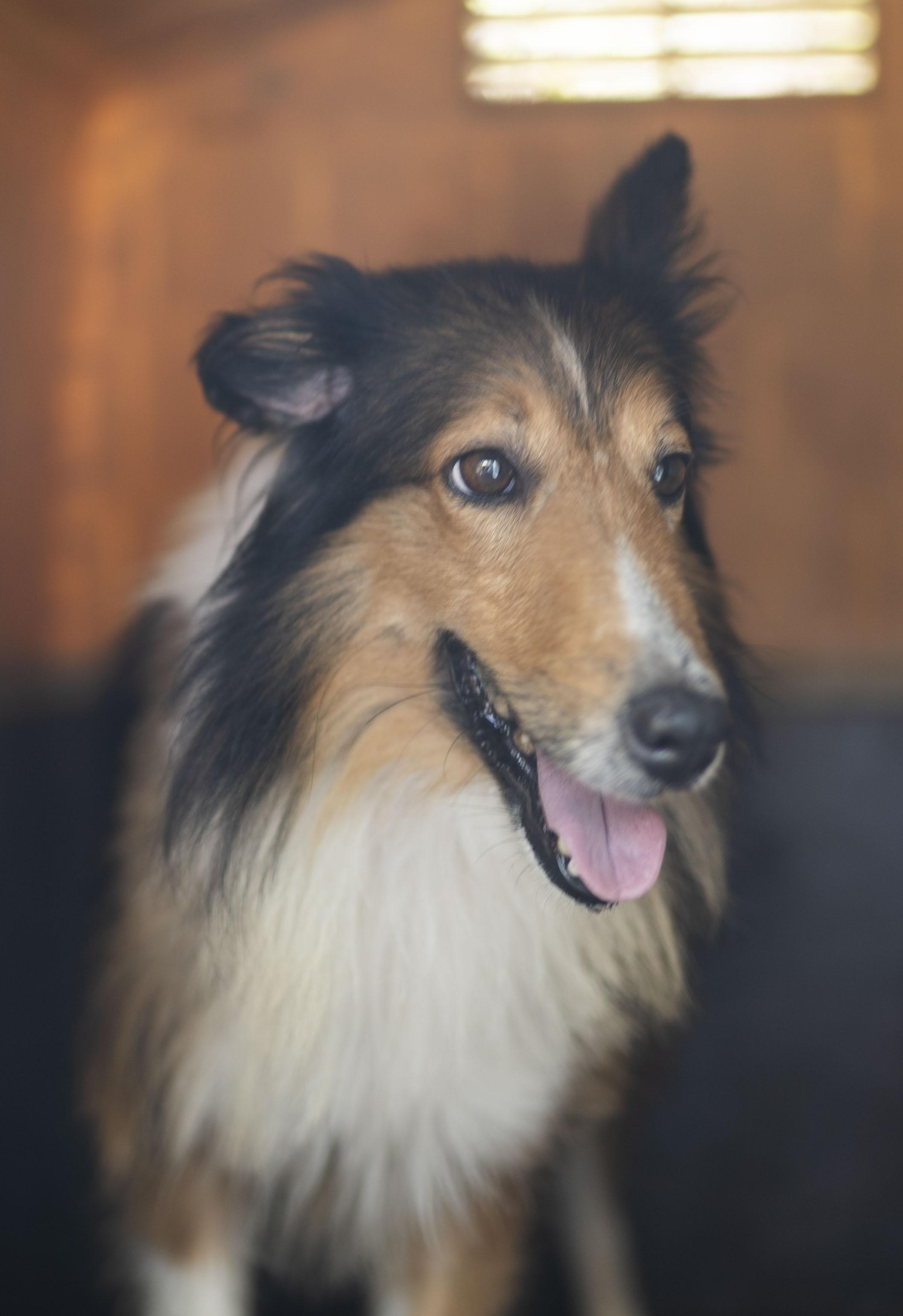 Enlarge Colt, a Adopted Shetland Sheepdog / Sheltie in Driftwood, TX image 4/4