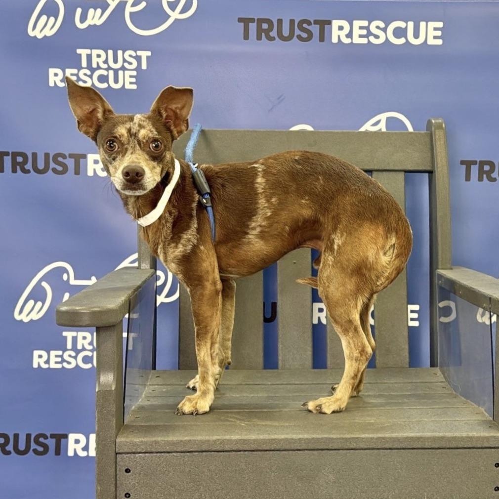 Enlarge TANGO, a Adoptable mixed breed in Berlin, NJ image 2/5