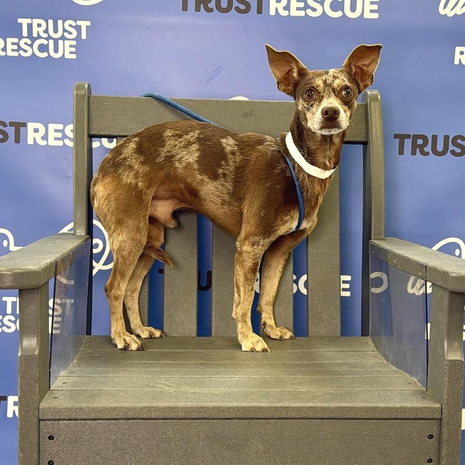 Enlarge TANGO, a Adoptable mixed breed in Berlin, NJ image 3/5