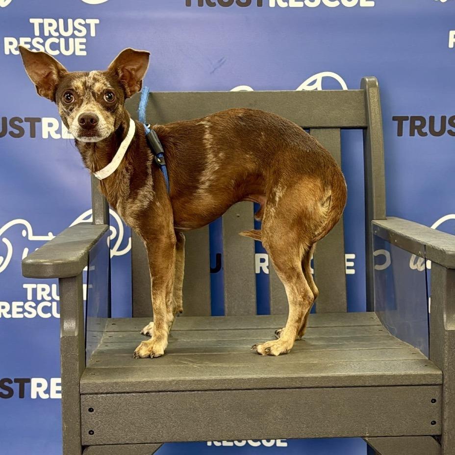 Enlarge TANGO, a Adoptable mixed breed in Berlin, NJ image 4/5