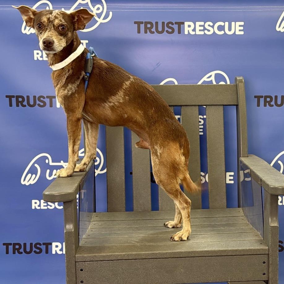 Enlarge TANGO, a Adoptable mixed breed in Berlin, NJ image 1/5